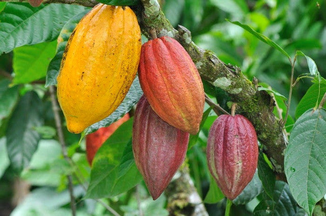 Cacao en Polvo - Eco Origen🌱